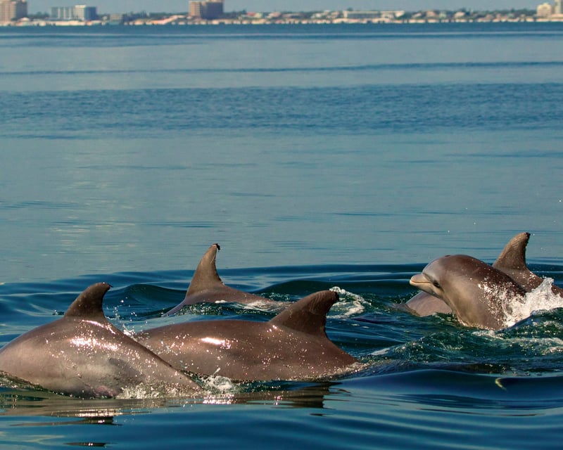 Dolphin & Manatee Eco Tour in Canaveral National Seashore
