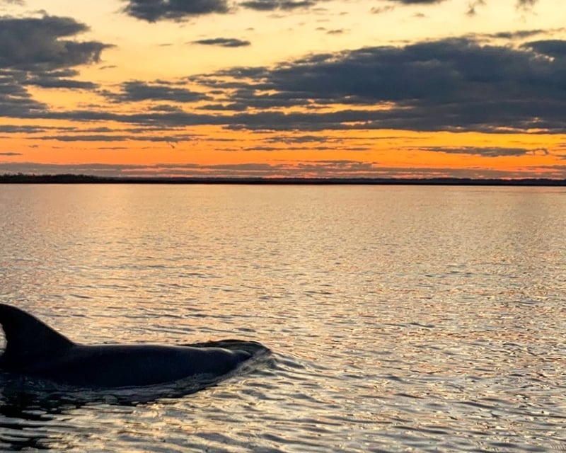 Private Sunrise or Sunset Dolphin Cruise on Tybee Island