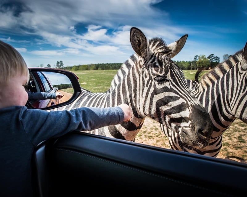 Drive-Through Safari Ticket in East Texas