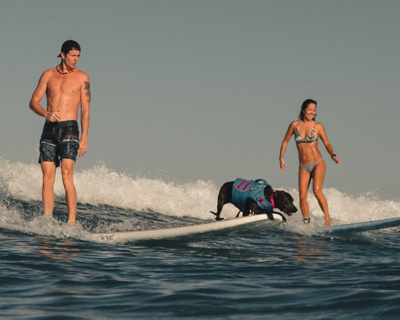 Dog Surfing Lesson With Rescue Dogs in Waikiki