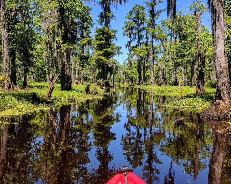 Manchac Swamp Kayak Tour to Lake Maurepas Near New Orleans