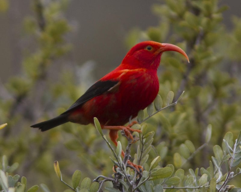 Native Forest Bird Watching Tour Near Hilo