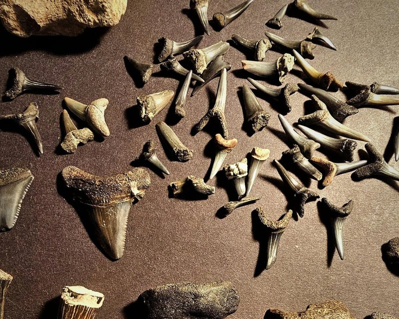 Venice Shark Tooth & Shelling Cruise