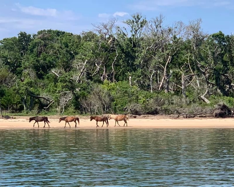 Private Dolphin & Horse Watch Cruise in Beaufort, NC