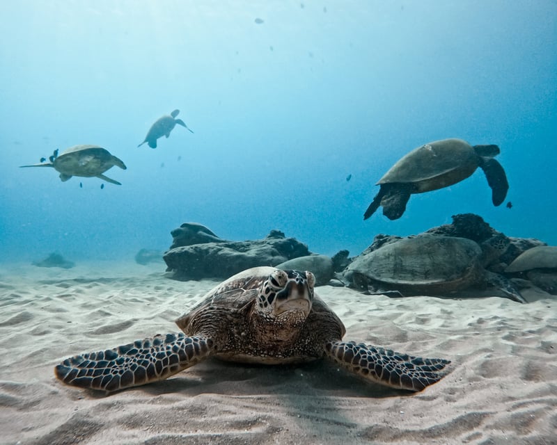 Honolulu Turtle Snorkeling with Expert Guides