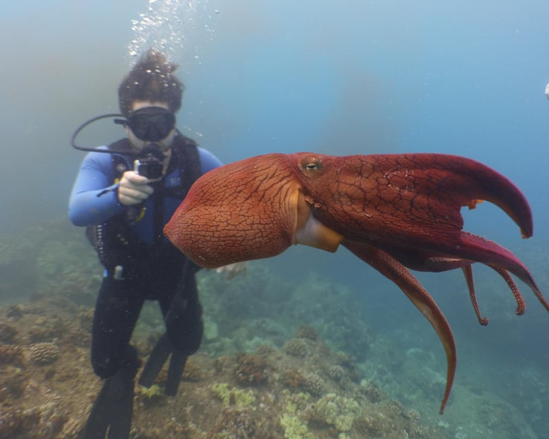 2-Tank Shallow Reef Dive Charter From Waikiki