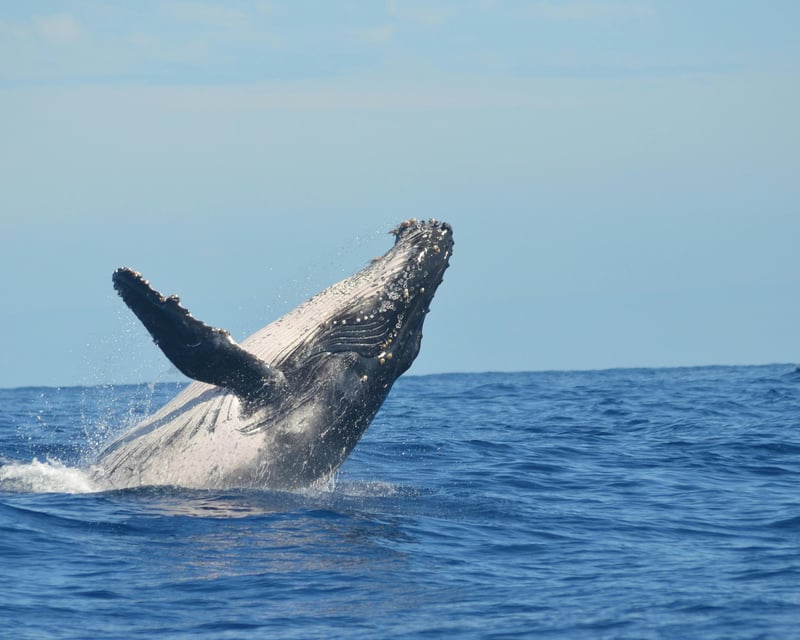 Honolulu Sunset Whale Watching Cruise