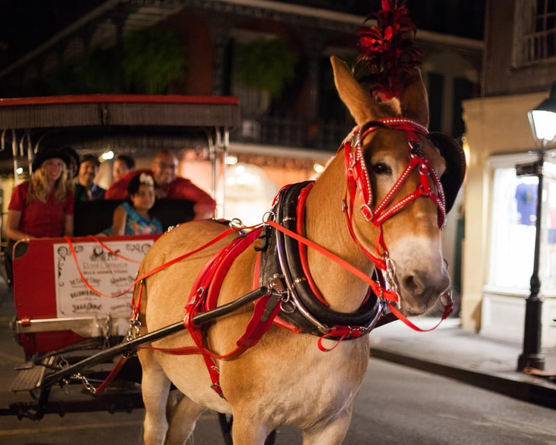 Ride a 1-Hour Haunted French Quarter Carriage Tour