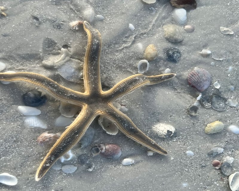Private Shelling Tour in Marco Island with Captain
