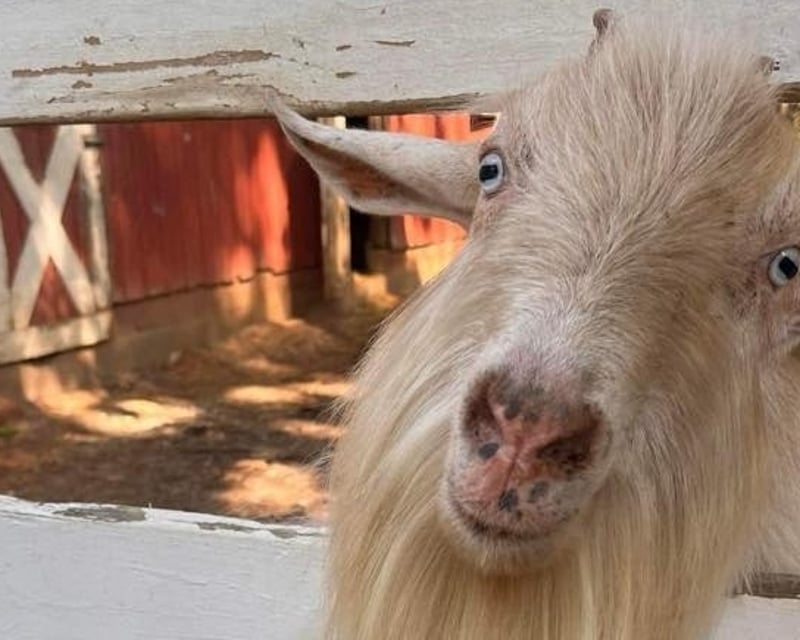 Farm Animal Encounters & Open Play in Zebulon