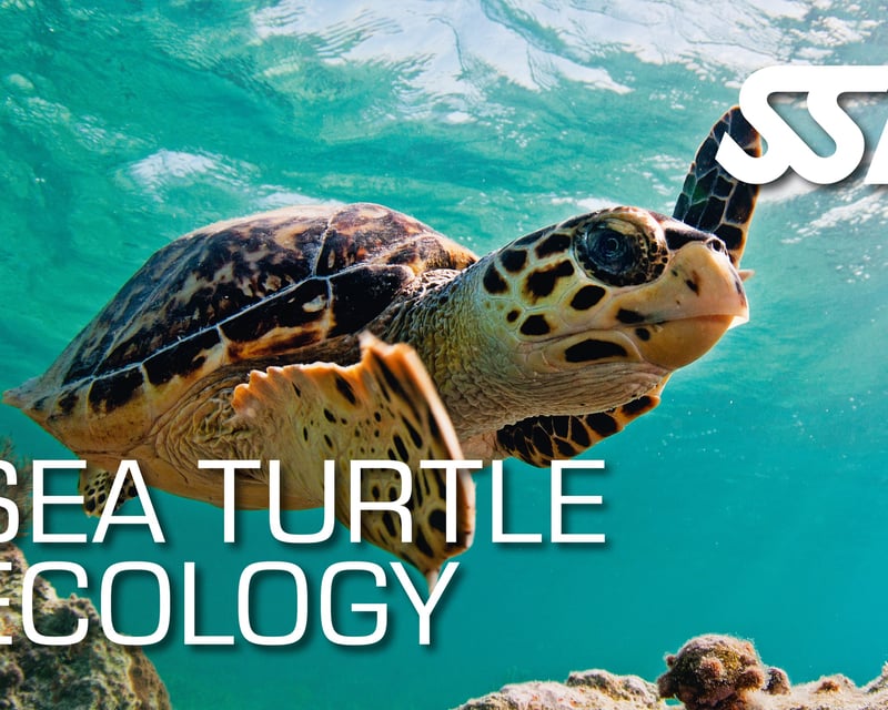 Sea Turtle Ecology Class in Ramrod Key