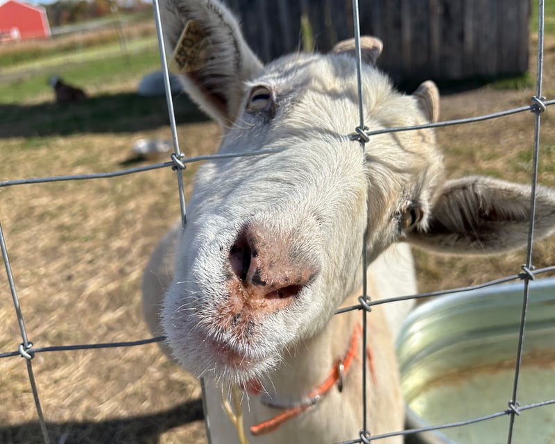 Guided Farm Animal Sanctuary Tour in New Plymouth