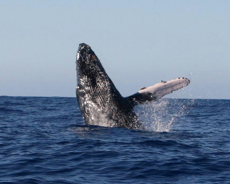 Whale & Dolphin Watching with Hydrophone in Kailua-Kona