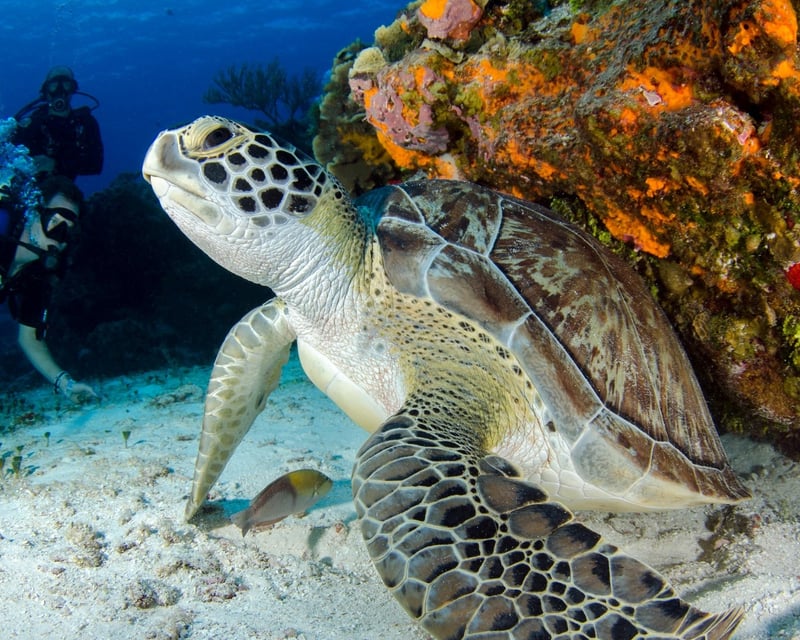 Ramrod Key Private Dive & Snorkel Charter