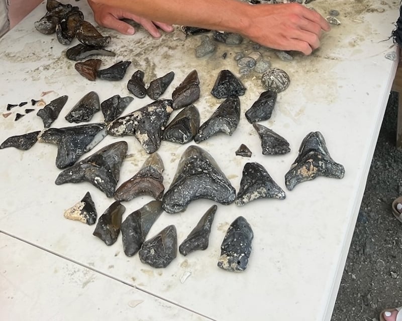 20-Gallon Shark Tooth Fossil Dig in North Myrtle Beach