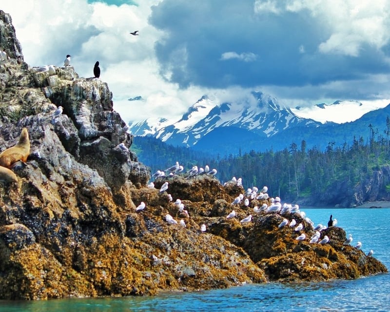 Explore Kachemak Bay Seabird Rookery Cruise