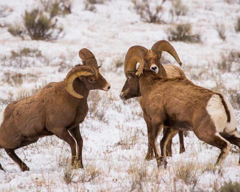 Private Winter Wildlife & Elk Sleigh Ride in Jackson Hole