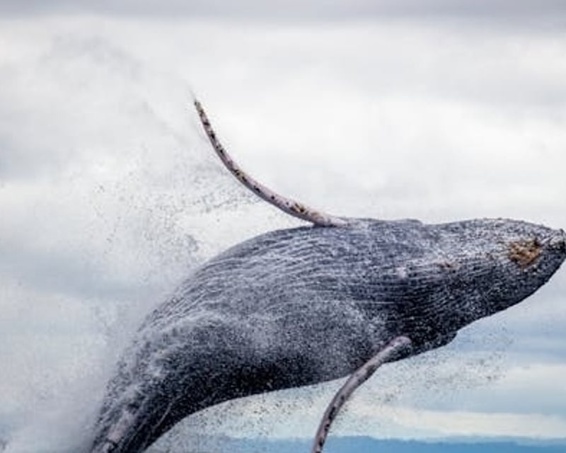 Private Powerboat Whale Watching from Waimea