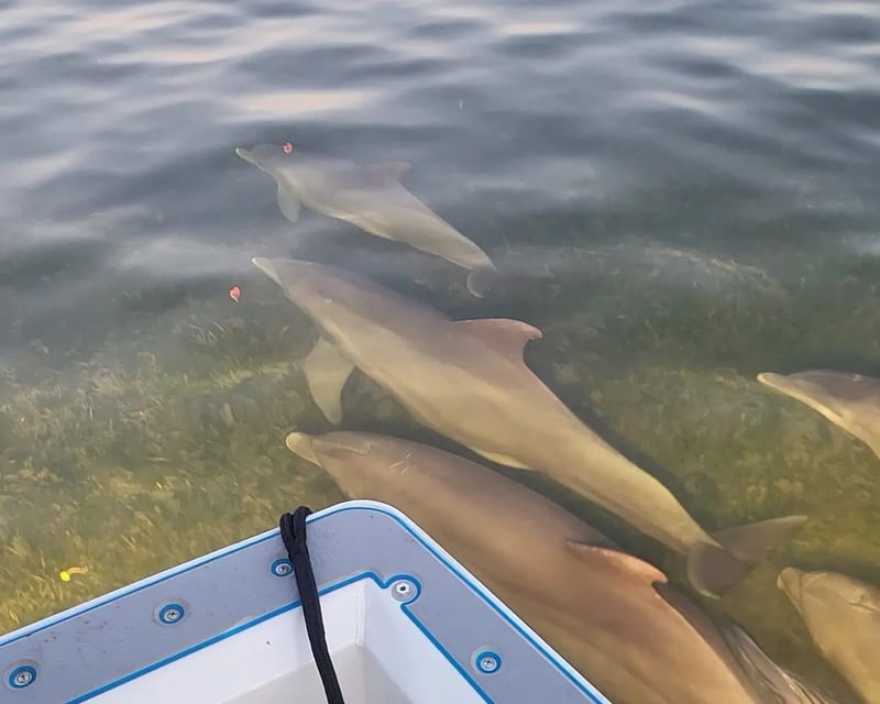 Private Evening Dolphin Tour near Crystal River