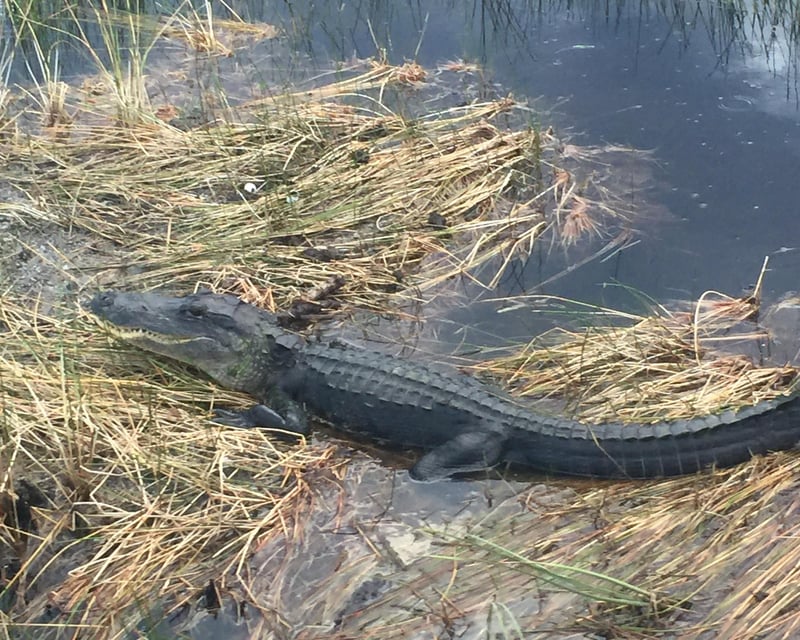 Everglades 1-Hour Airboat Tour