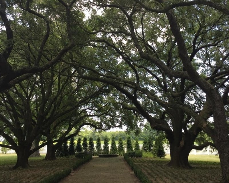 Explore Whitney Plantation & Swamp Airboat Tour