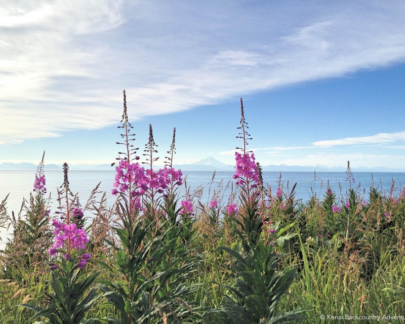 Hike Kachemak Bay State Park From Homer