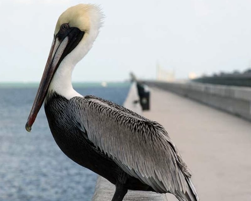 4-Hour Private Tour in Islamorada