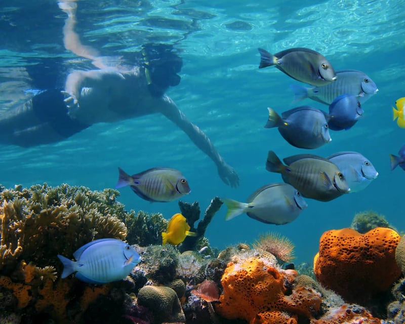 The 13 Best Snorkeling Spots in Key West, Florida