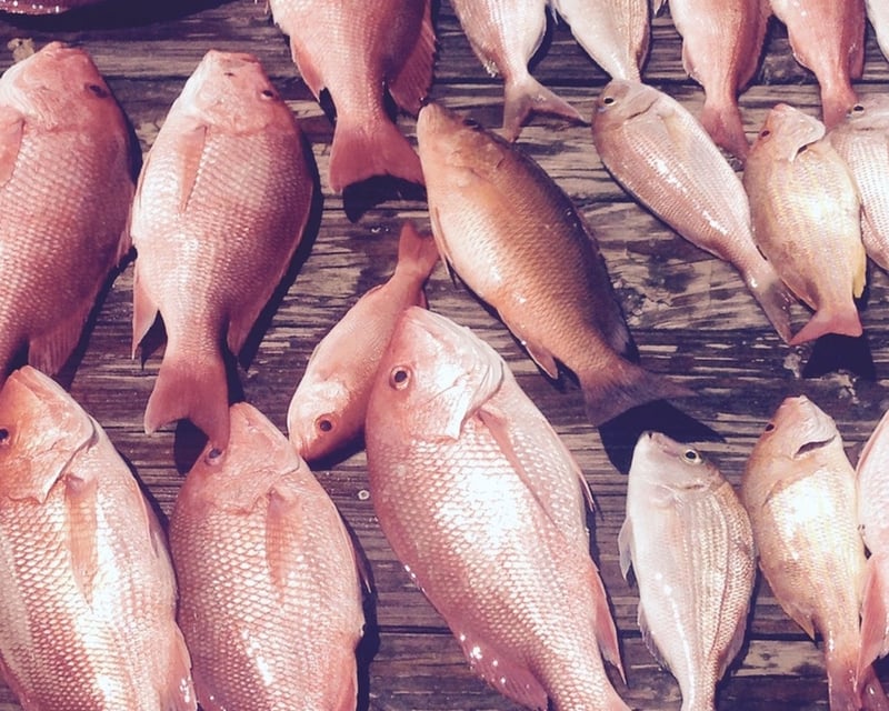 10-Hour Fishing Charter in Panama City Beach