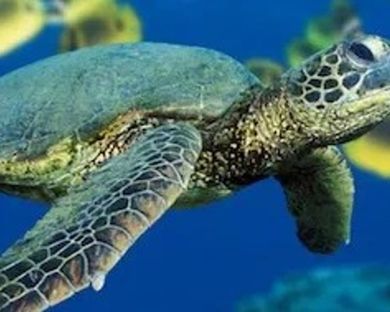 Explore Hilo Reefs on a 1-Tank Guided Boat Dive