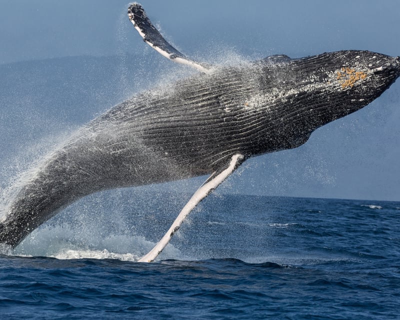Midday Whale Watching Sail From Mā'alaea Harbor