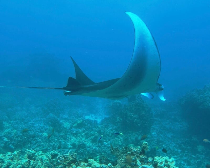 Manta Ray Night Snorkel Boat Tour in Kailua-Kona