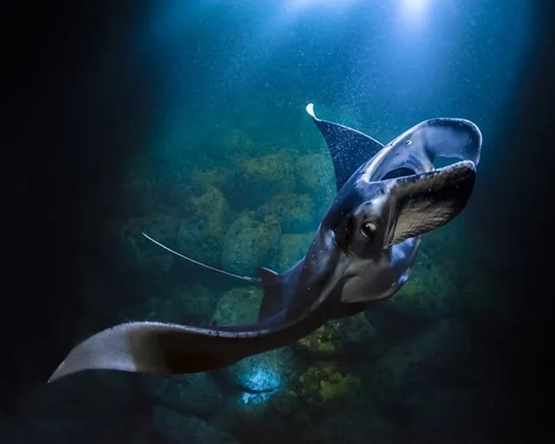 Late-Night Manta Ray Snorkel in Kailua-Kona