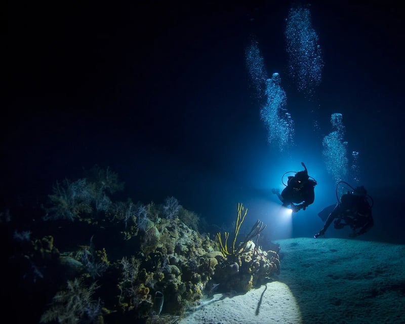 Guided Night Dive in Honolulu