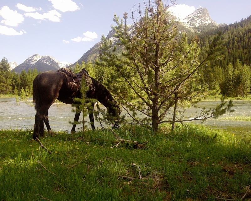 Horseback Ride at Grand Targhee (1-2 Hours)