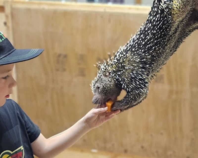 Porcupine Feeding Experience at Eagle Eye Farm