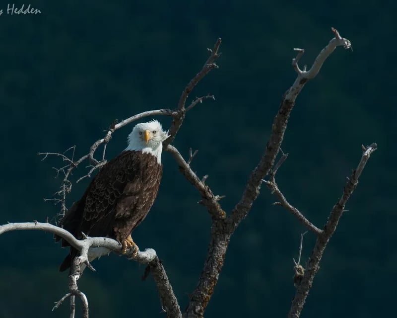 Guided Float Trip in Chilkat Bald Eagle Preserve