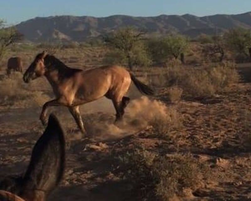 Private Sonoran Desert Horseback Ride in Chandler
