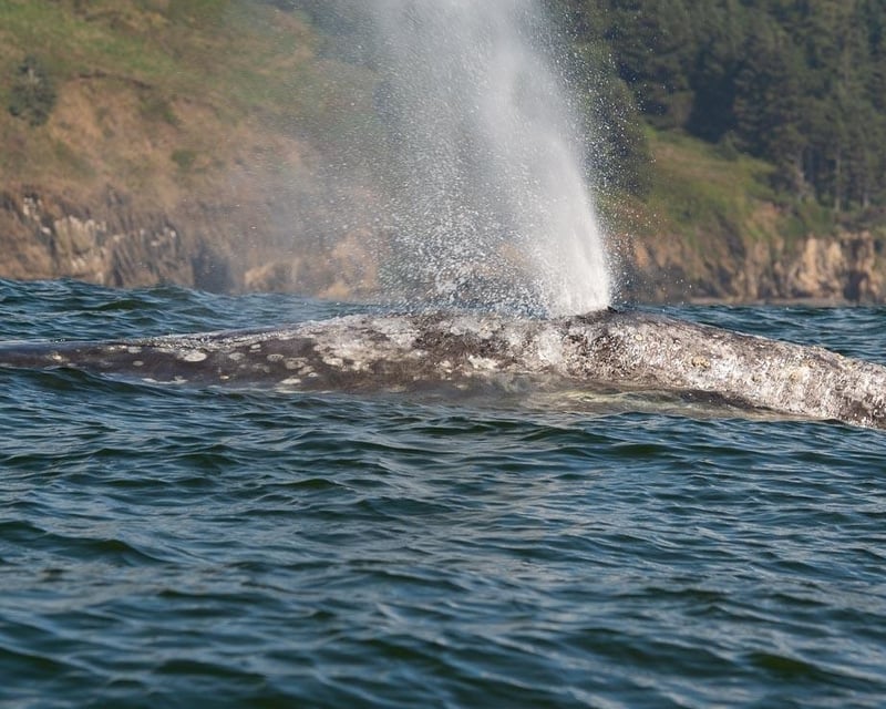 Explore Redfish Rocks Wildlife Boat Tour From Port Orford
