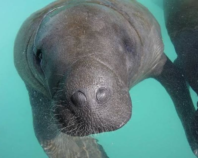 Full-Day Manatee Swim Trip from Miami