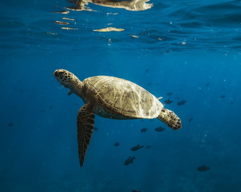 Private Snorkeling Catamaran Cruise From Honolulu