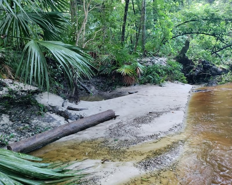 Full-Day Fossil & Shark Tooth Hunting Tour in Gainesville