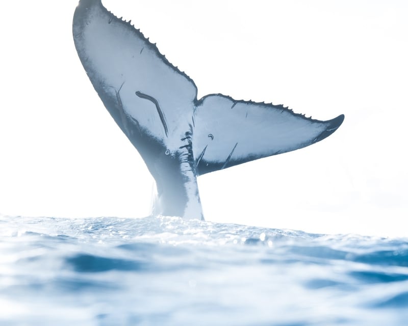 Private Whale-Watching Tour in Honolulu