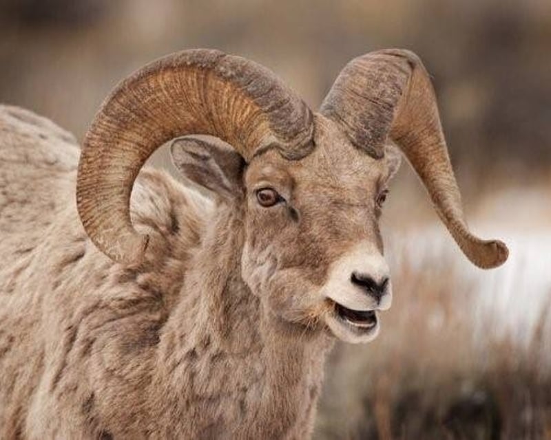 Sunrise & Sunset Wildlife Tour in Jackson Hole