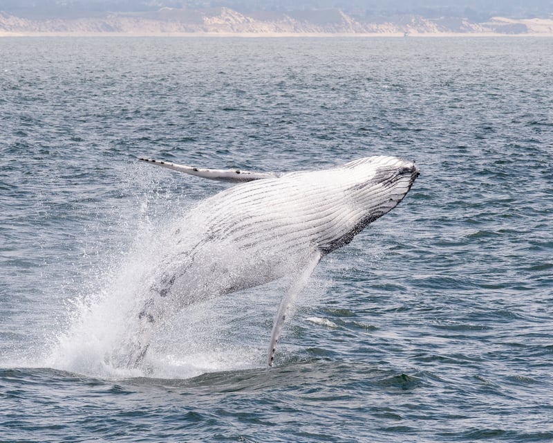 2-3 Hour Monterey Bay Whale Watching Cruise