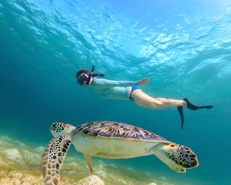 Guided Sea Turtle Snorkeling Tour in St. Thomas