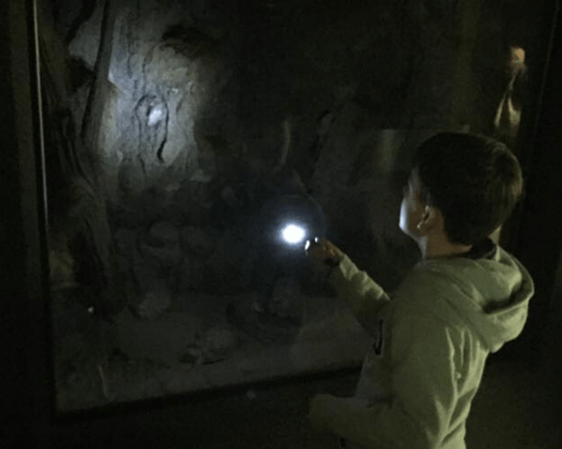 Halloween Flashlight Safari at Clyde Peeling's Reptiland