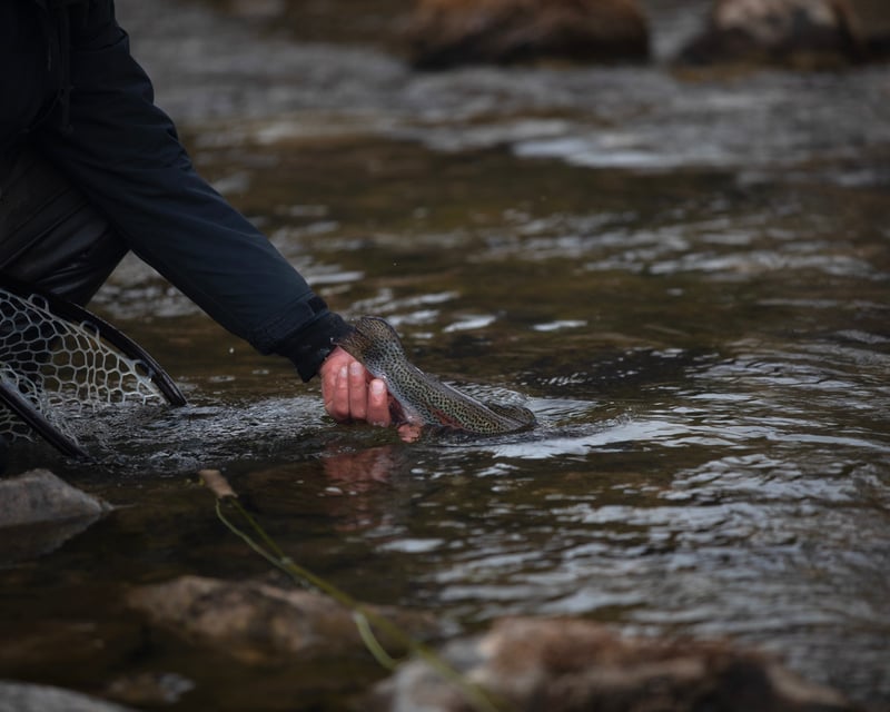 Half-Day Guided Wade Fly Fishing on the San Juan River