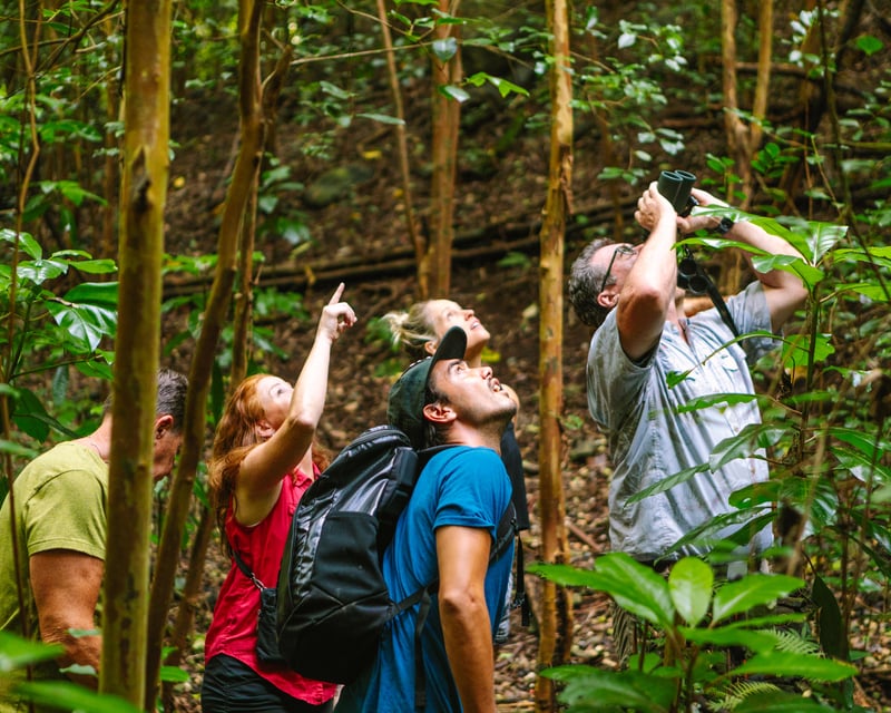 Hakalau Forest Reserve Birdwatching Tour