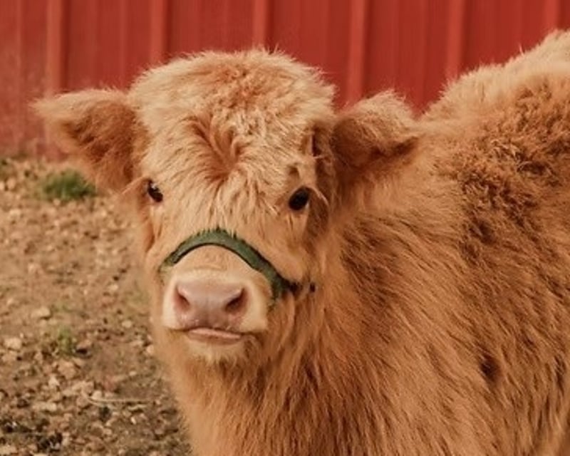 Cow Cuddling Session on a Farm in Brilliant, AL